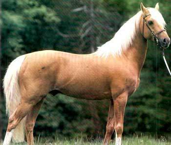 Palomino 7.jpg