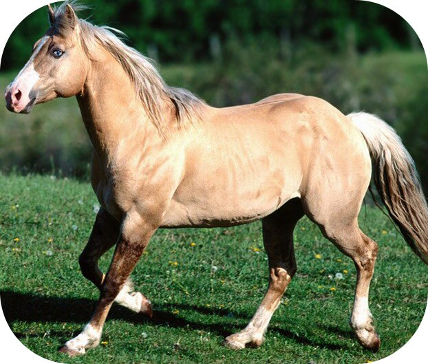 Palomino 9.jpg