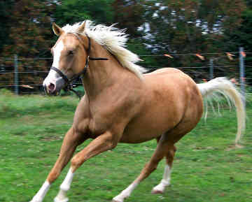 Palomino 4.jpg