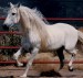 Andaluský kůň.jpg