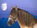 Měsíční kůň.jpg